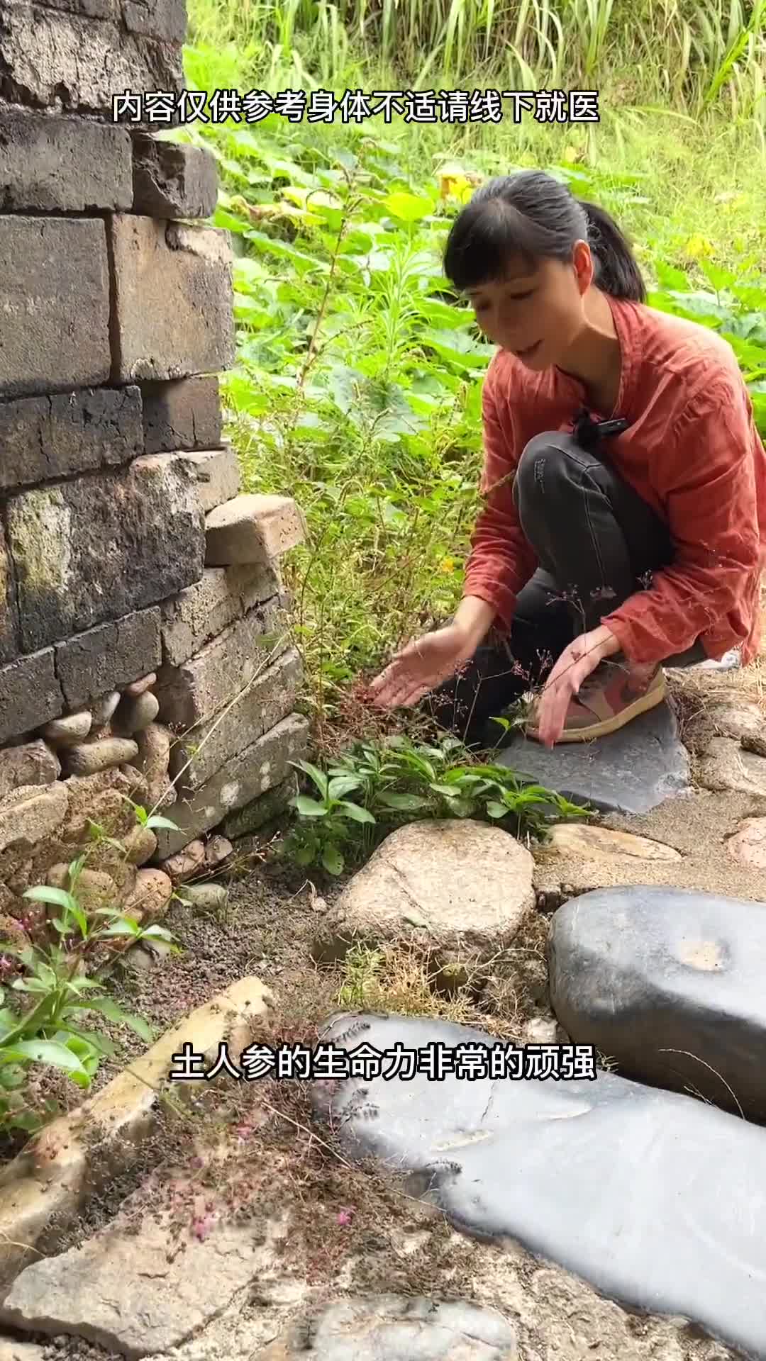 [图]只有南方才有的，也有人叫它晚饭花，它的花开了就该煮饭了，很多人不懂它全身是宝