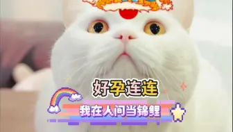 我在人间当锦鲤之好孕连连