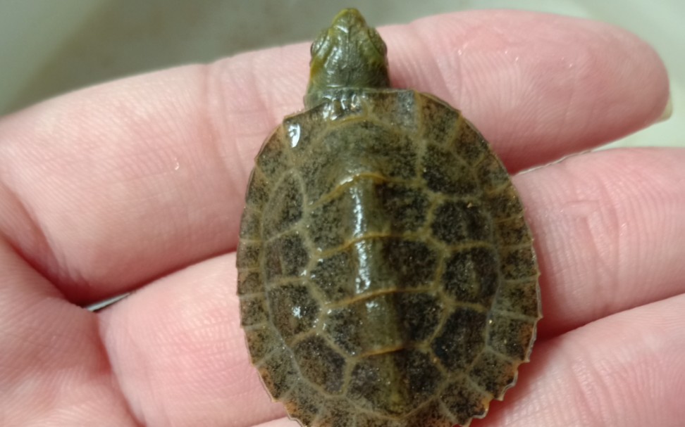 37号日石杂花龟_哔哩哔哩_bilibili