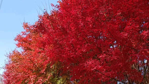 [图]枫叶红了，美景就在我们身边，抓住生活的小美好，一起来看火红的枫叶吧！