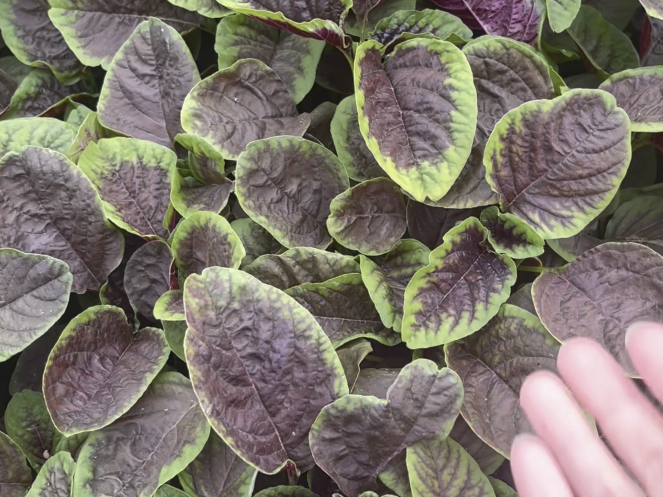 红苋菜越采!长得越多!春天播种,可以一直采收到秋天!