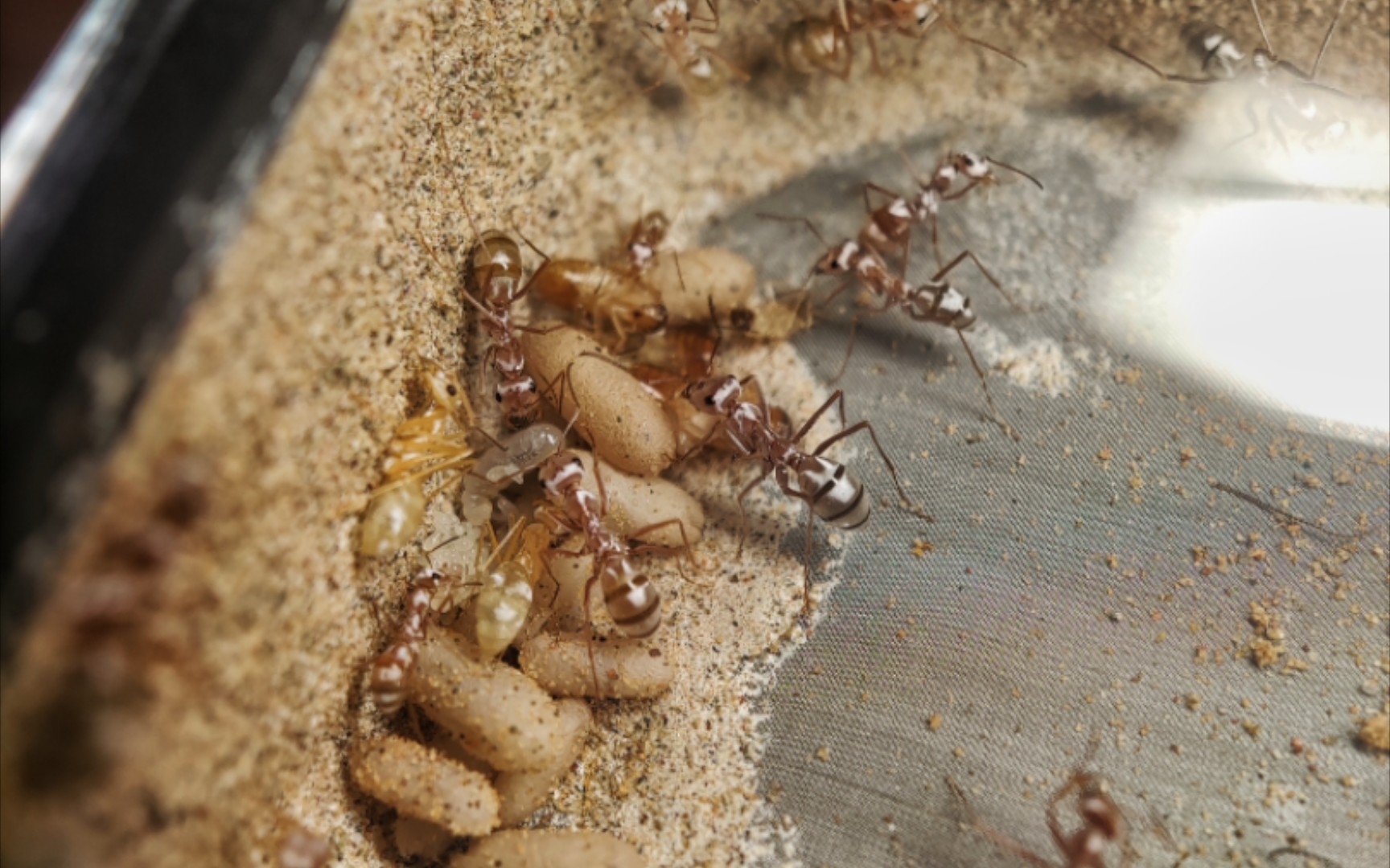 状态略有起色的银丝箭蚁群落_哔哩哔哩_bilibili