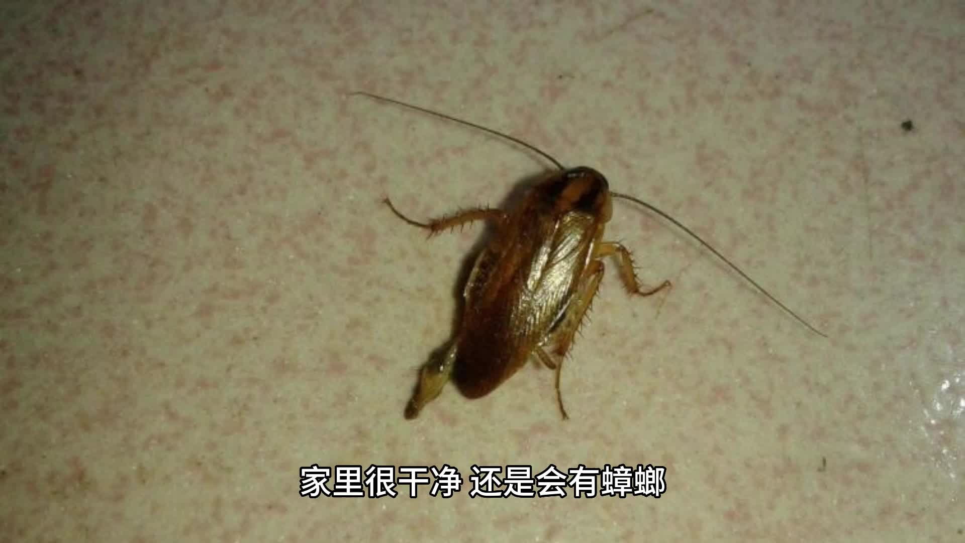 为什么家里很干净,还是有蟑螂?哔哩哔哩bilibili