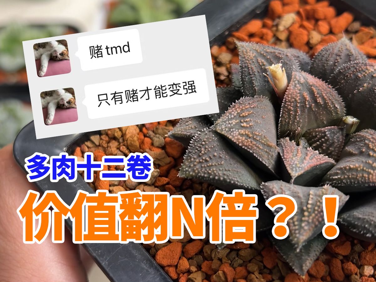 进 阶 心 得 | 十二卷实生苗 越养越值钱?大佬说了“赌tmd”哔哩哔哩bilibili