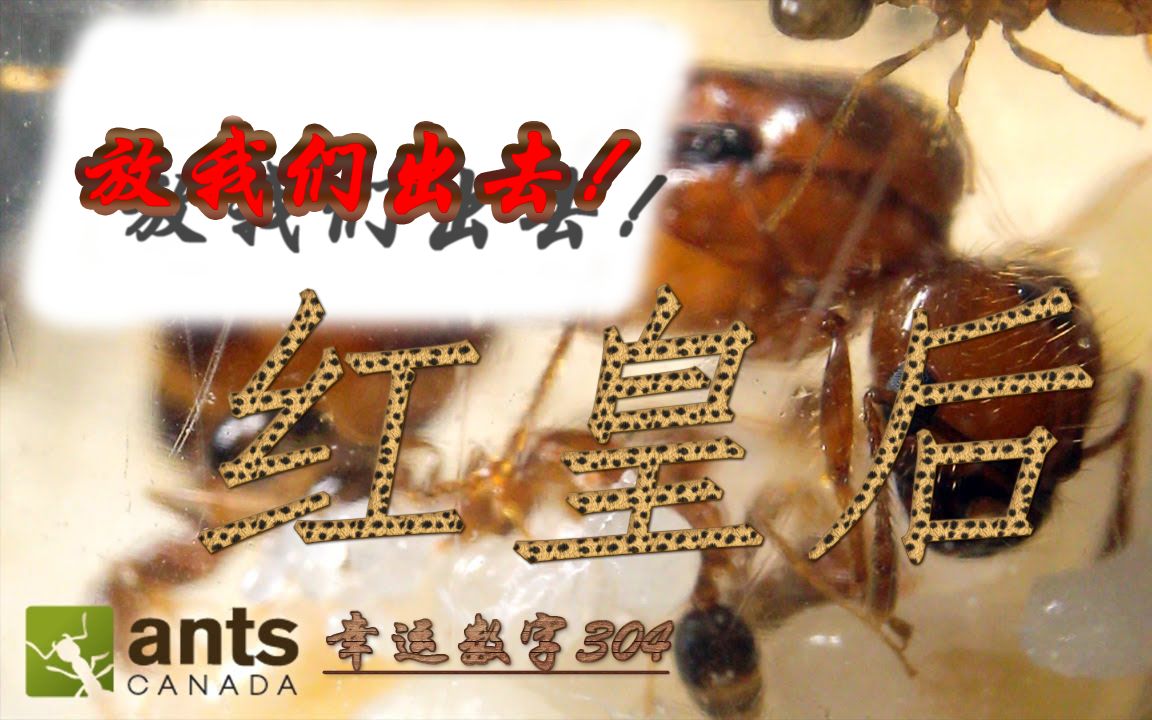 狡猾的红皇后!(中英双字)My Fire Ants Tricked Me Into Helping Them Do This哔哩哔哩bilibili