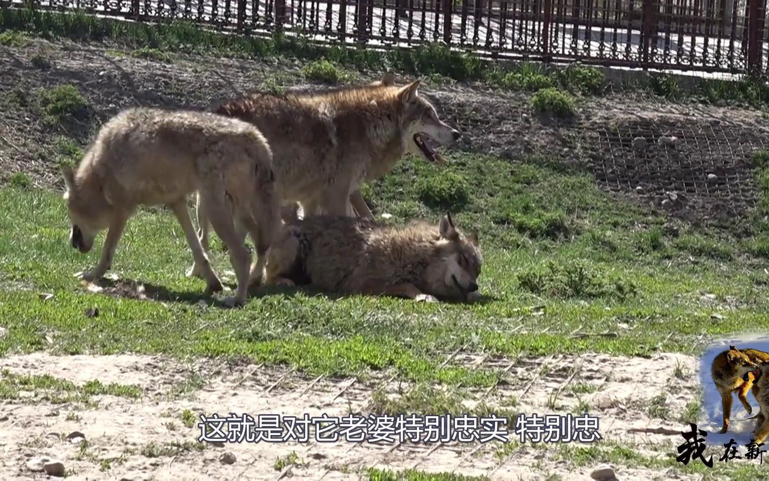 狼是冷血动物?狼王自愿把食物留给媳妇,为啥养狼人却说它残忍?哔哩哔哩bilibili