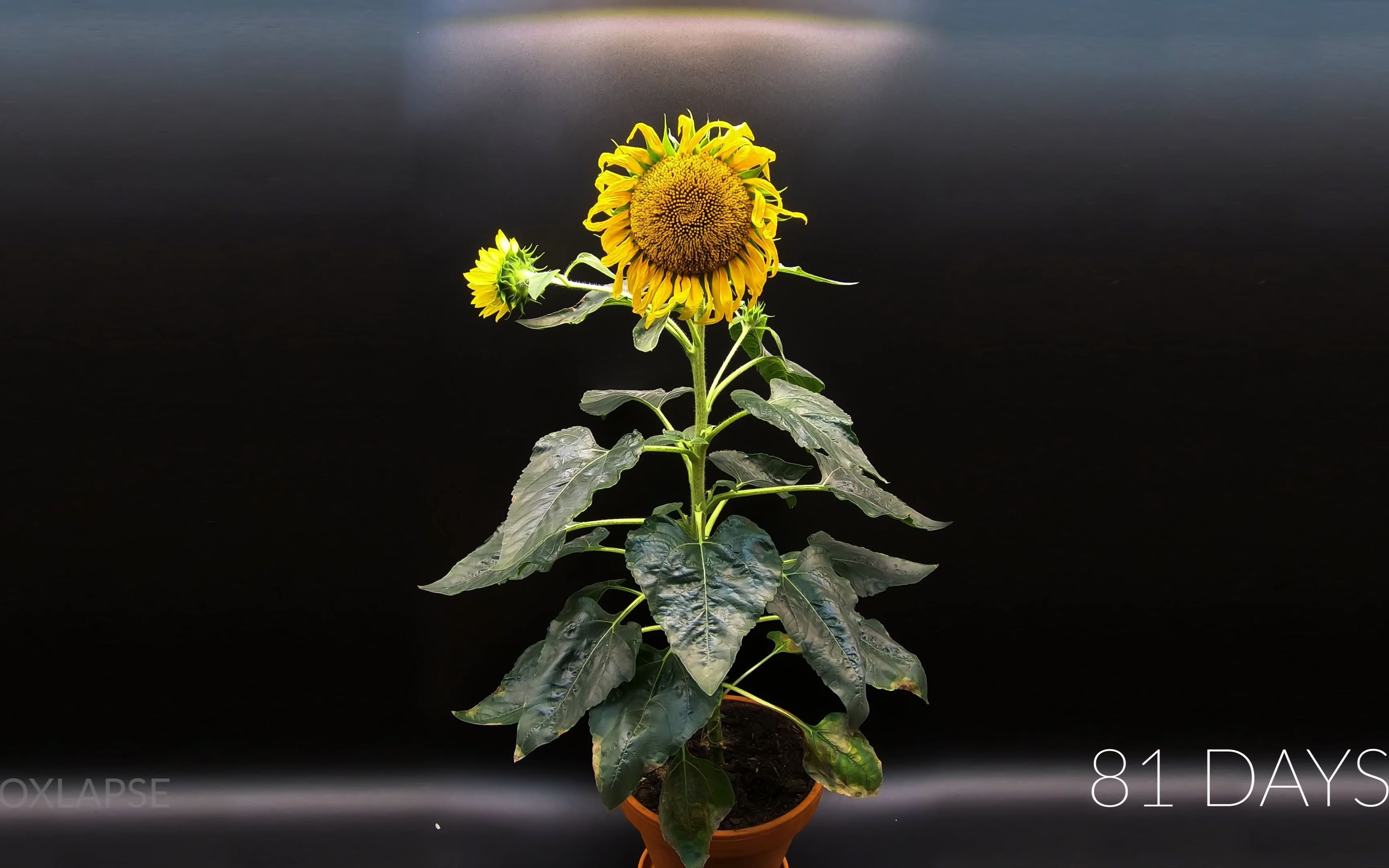 [图]83天向日葵从种子到开花 Growing Sunflower Time Lapse - Seed To Flower In 83 Days