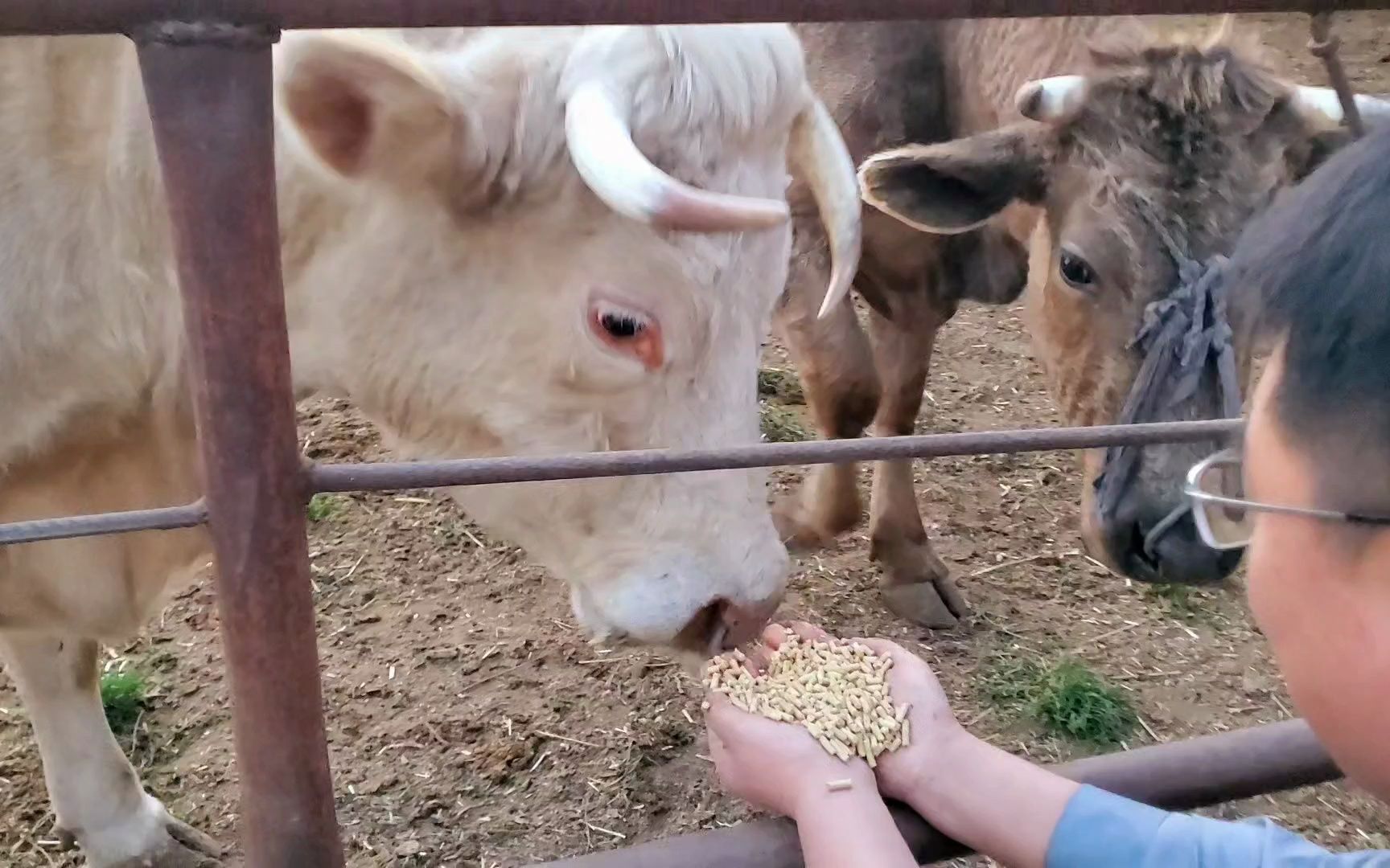 养殖场做实验:玉米 麦麸做颗粒,牛羊爱不爱吃?能不能节省饲料