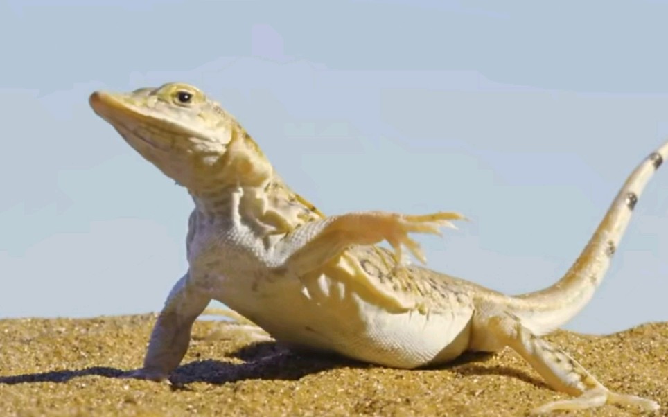 你见过蜥蜴跳舞吗?