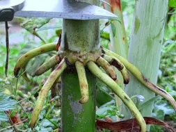 Скачать видео: 这种植物就是甜杆，又名甜高粱，你认识吗？