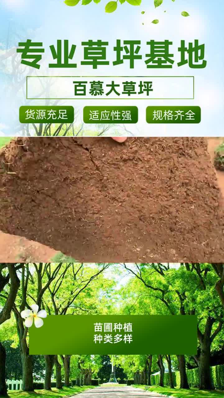 河北百慕大草坪 百慕大草坪种植基地哔哩哔哩bilibili