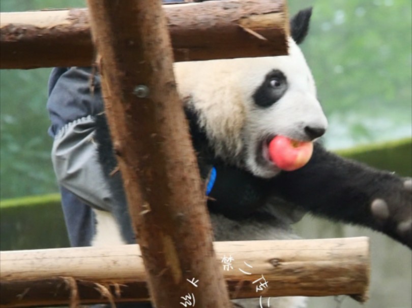 蓉烁,加班福利——整棵红苹果塞嘴里,还有奶爸专车滴滴滴!哔哩哔哩bilibili