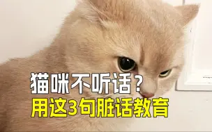 Télécharger la video: 猫咪犯错不用打👊用这些猫界脏话❗️🔞