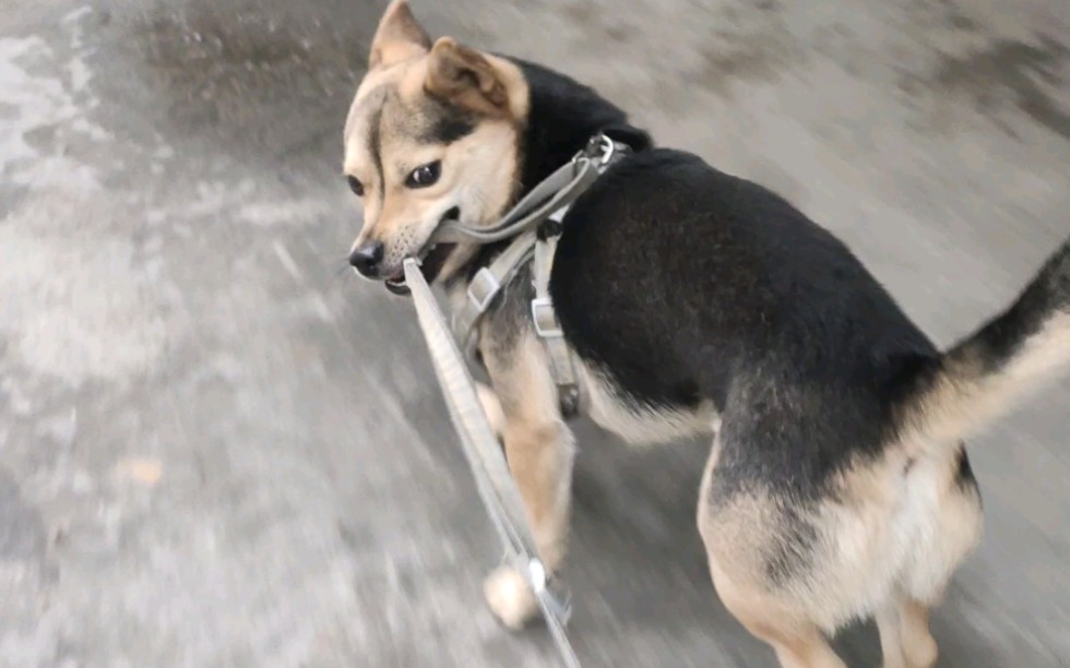 活动  修狗咬绳子(07610303032061030303`)