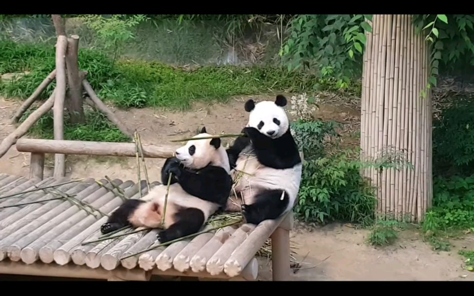 [图]220623 福宝靠在妈妈身上吃饭