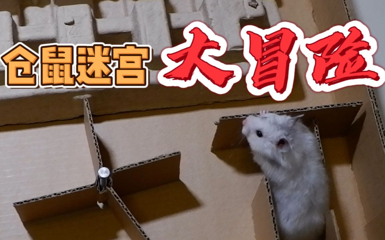 仓鼠迷宫x大冒险1