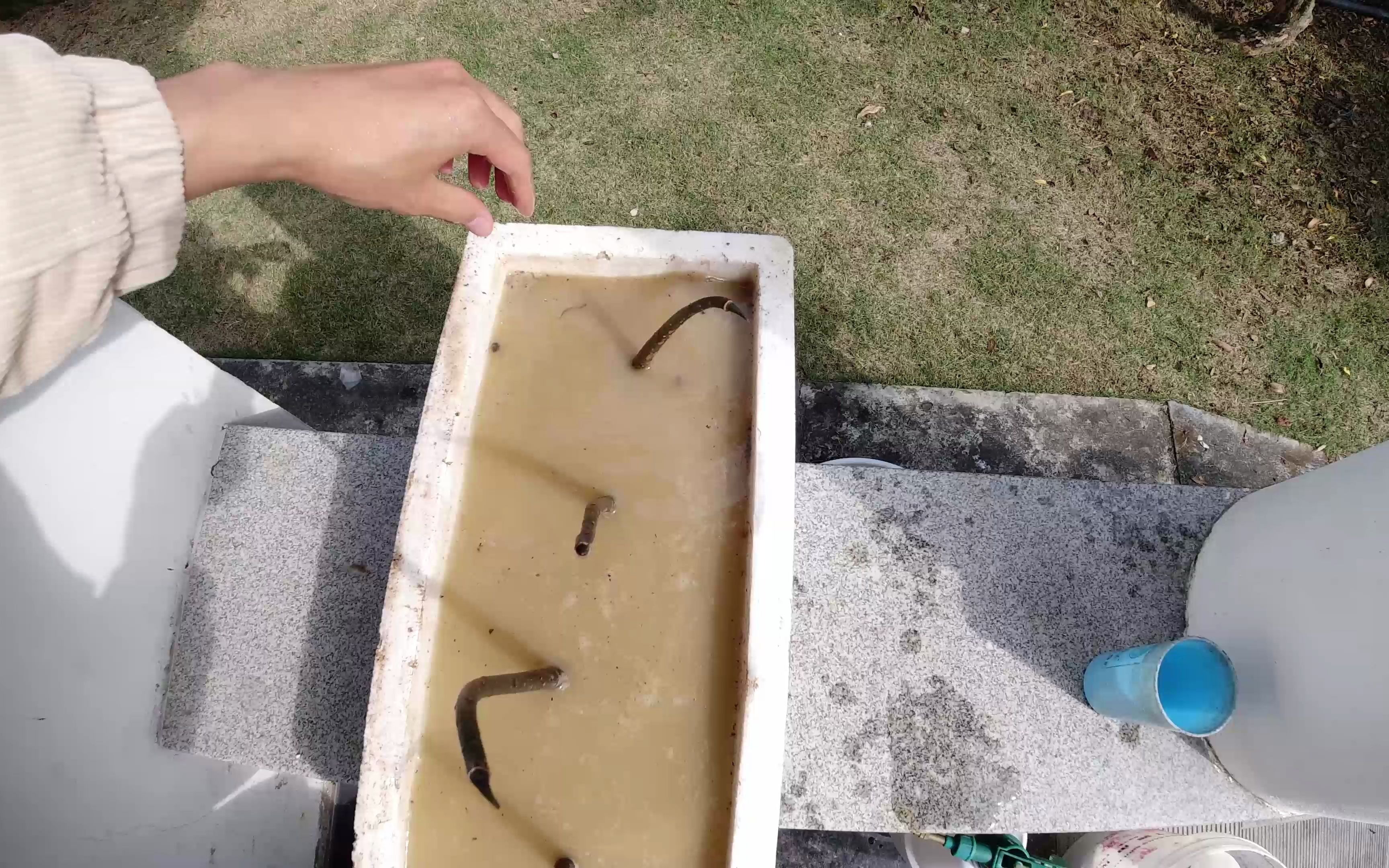 [图]红树植物淡水种植试验