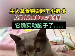 Tải video: 主人拿食物耍起了小把戏，从猫咪的眼神可以看出来，它确实动脑子了......