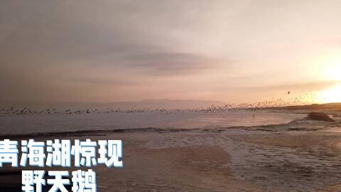 坐警车直达火车站青海湖遇野天鹅 青海 青海湖 吃遍中国 第三集 哔哩哔哩 Bilibili