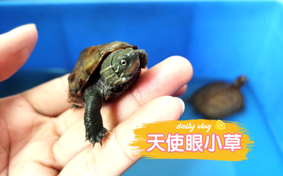 去朋友家野采了两只龟一只小亚巨还一只天使眼的小草龟他流下了感激的