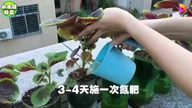 用完的可乐瓶种菜,1