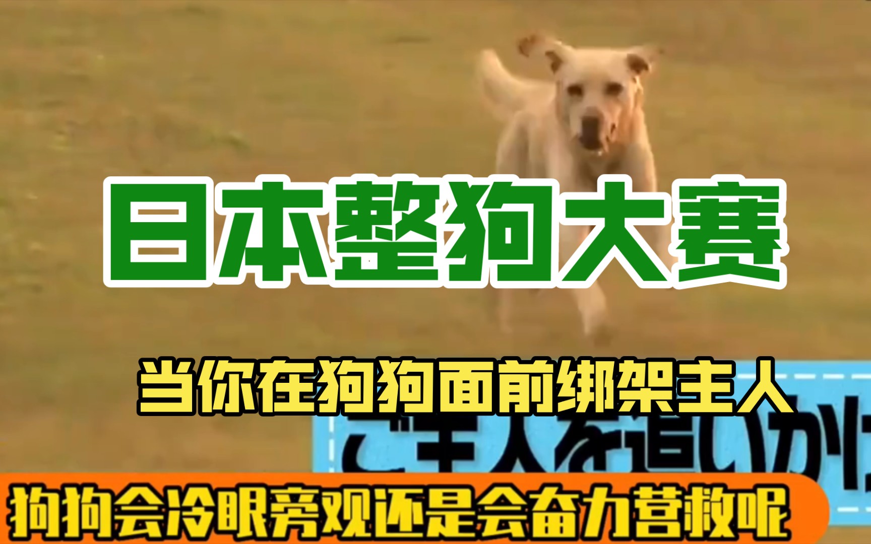 [图]日本整狗🐶大赛，测试各种狗狗忠诚度？当你在狗狗面前绑架主人，狗狗会冷眼旁观还是会奋力营救呢？两个绑架游戏，最终有两个狗狗胜出？看看哪种狗狗忠诚度最高最好？