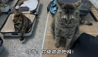 Télécharger la video: 男朋友收拾行李准备出差，他的猫虽然不会说话但比谁都急，它什么都懂