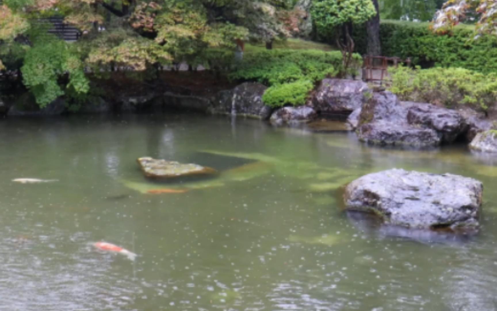 [图]【白噪音】雨中的公园池塘 锦鲤三五成群游动嬉戏 雨滴落在水面上 聆听大自然的声音 放松身心 缓解焦虑情绪 改善失眠 轻松入睡 下雨声 流水声