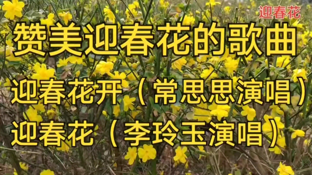 欣赏赞美迎春花的歌曲《迎春花》《迎春花开》哔哩哔哩bilibili