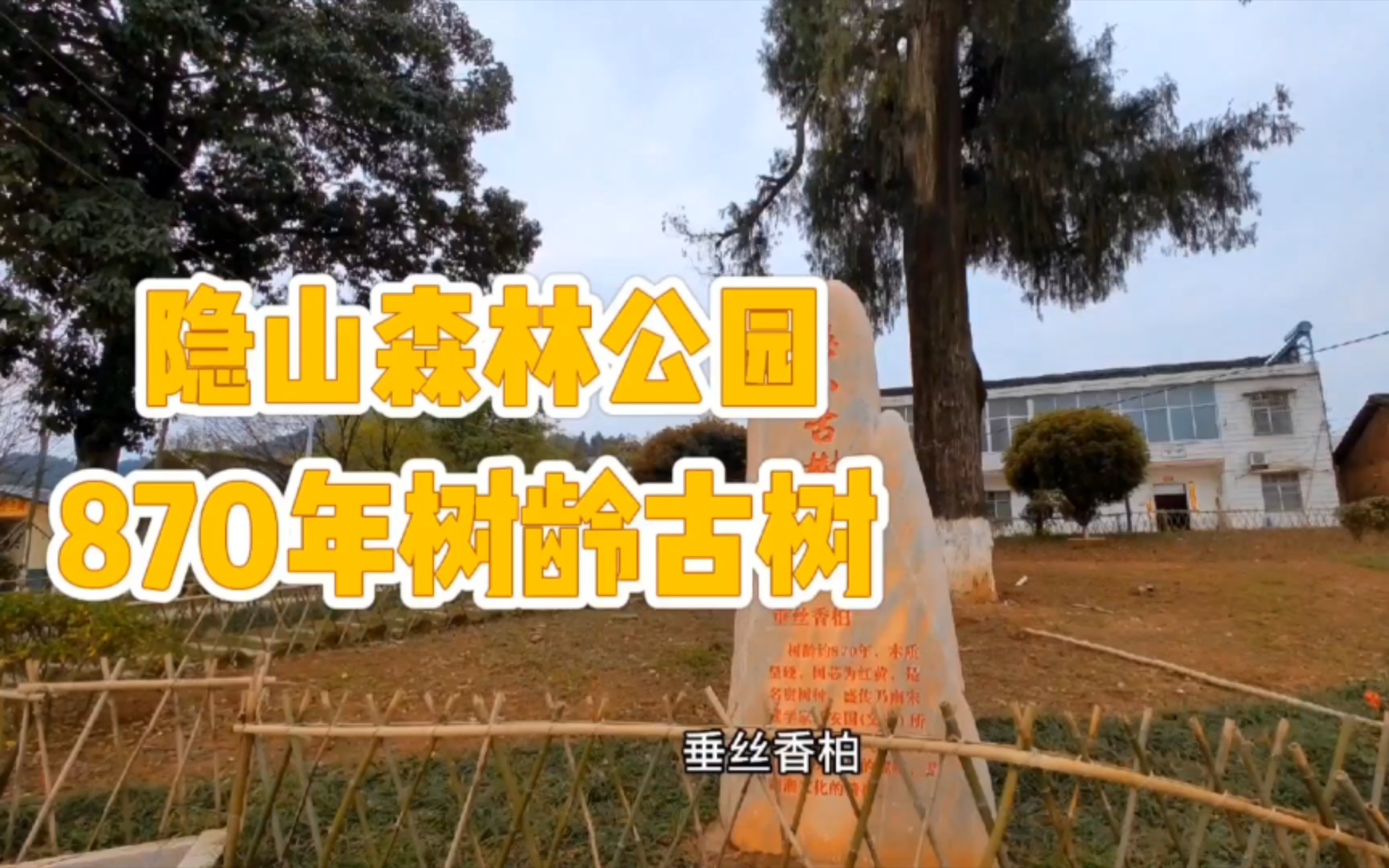 儒学湖湘文化发源地隐山自然森林公园植有870年树龄古树