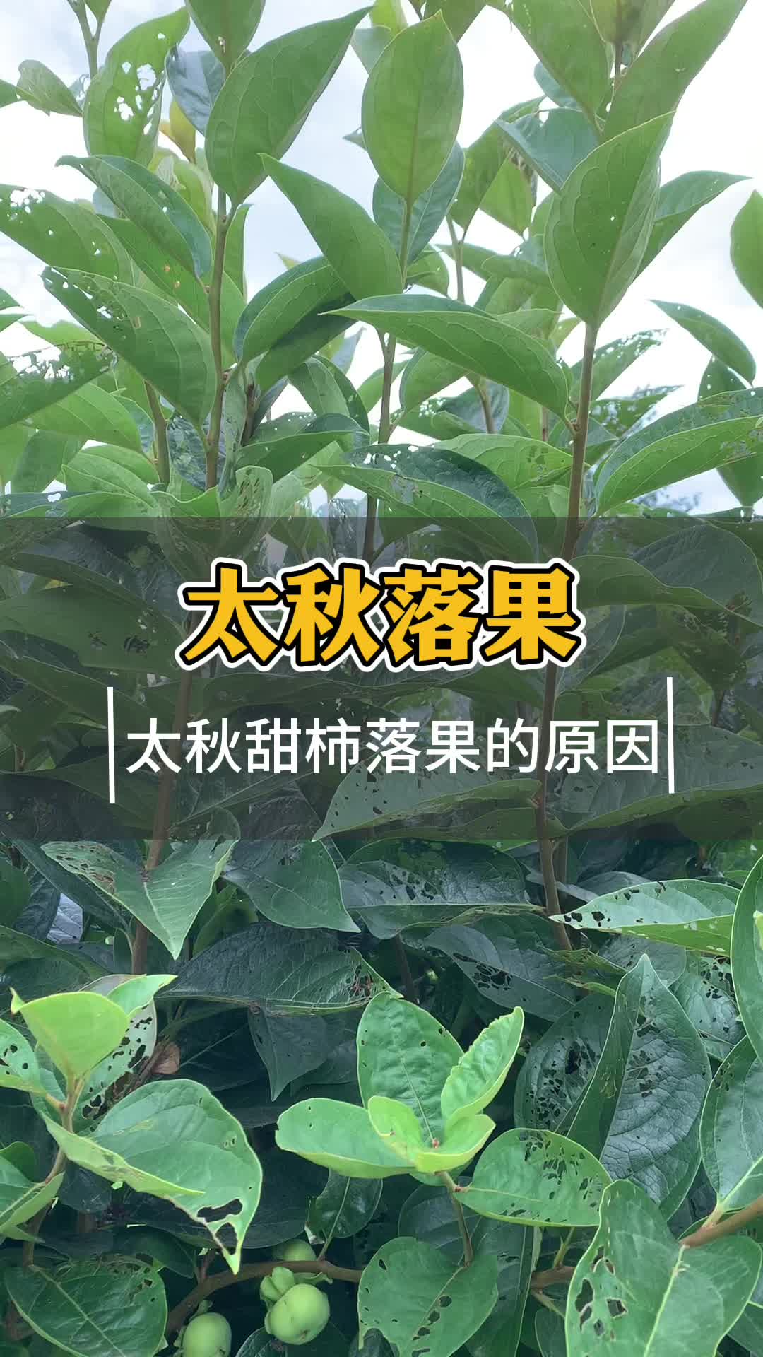 太秋甜柿落果现象 原因和方防治法哔哩哔哩bilibili