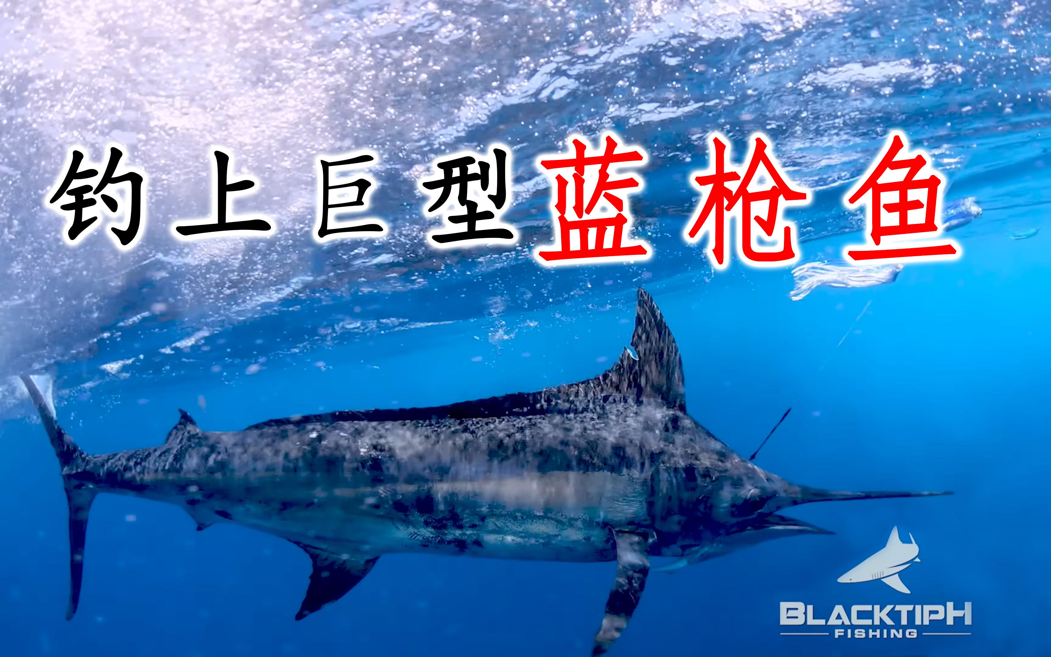 ph】这是我一生中钓到的最大的蓝枪鱼 | caught my first blue marlin