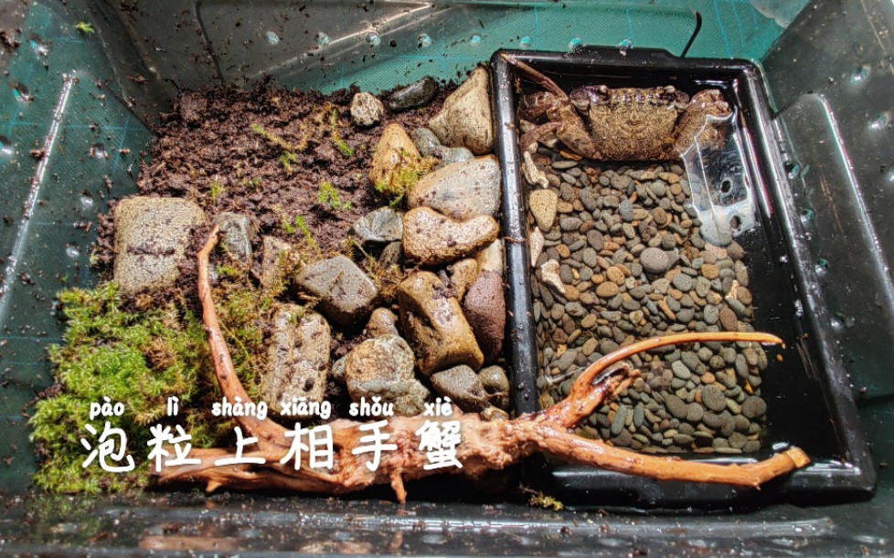 【饲养记录】泡粒上相手蟹进食蟋蟀