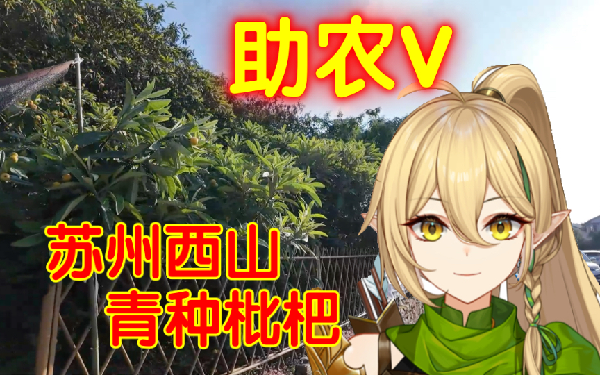 下期更新采枇杷的视频!苏州西山青种枇杷!哔哩哔哩bilibili