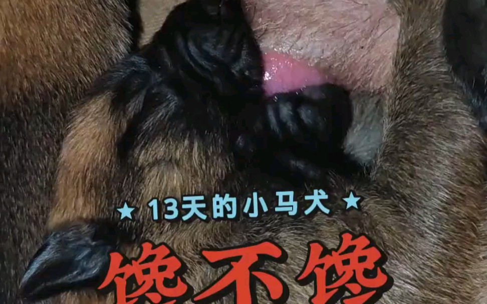 13天小马犬吃奶,真可爱哔哩哔哩bilibili