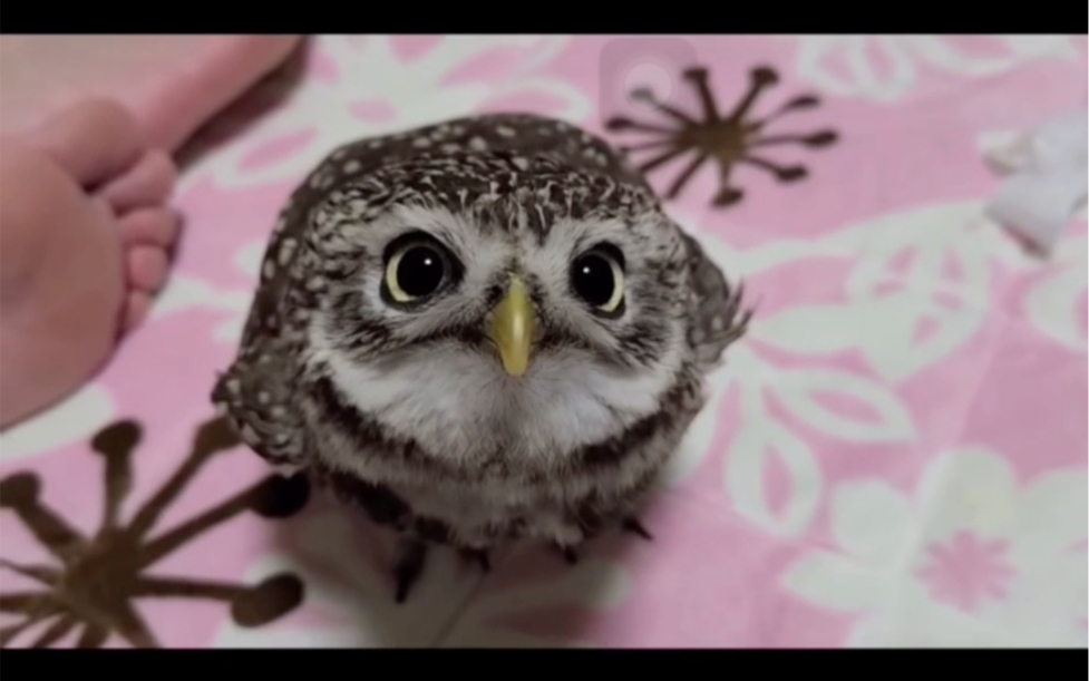 小鹰宝宝好可爱哦_哔哩哔哩_bilibili