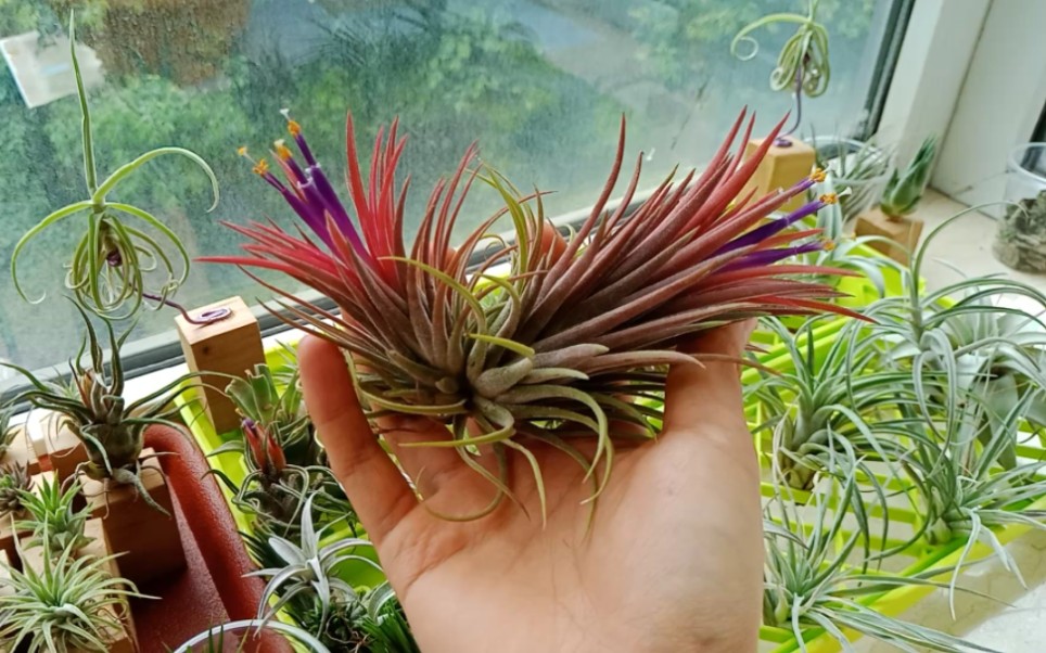 空气凤梨re:巨型红精灵开花!