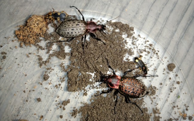 【捕食】  疑步甲捕食蜗牛
