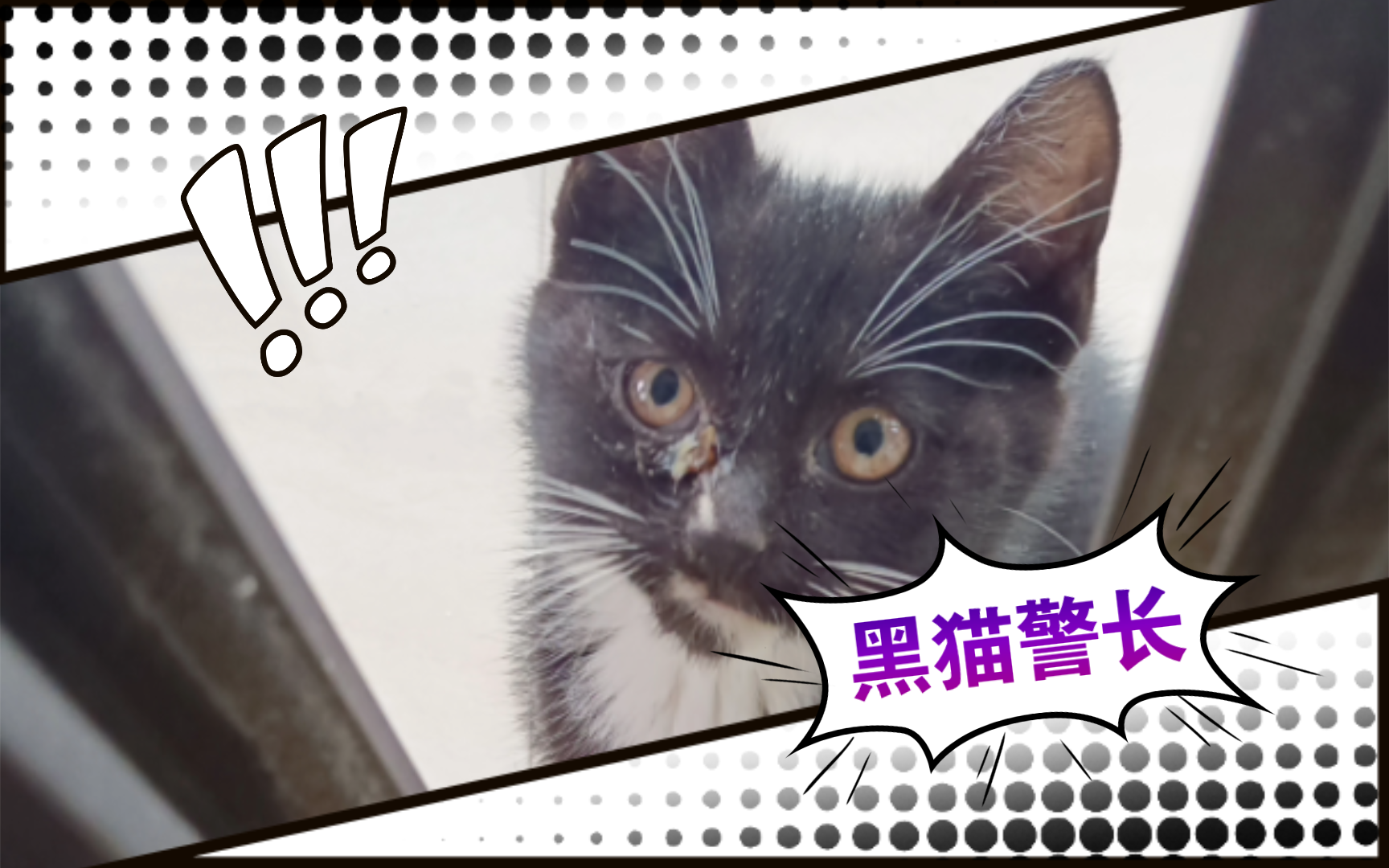 【小黑猫警长日记07】超帅照片大公开,快来围观!哔哩哔哩bilibili