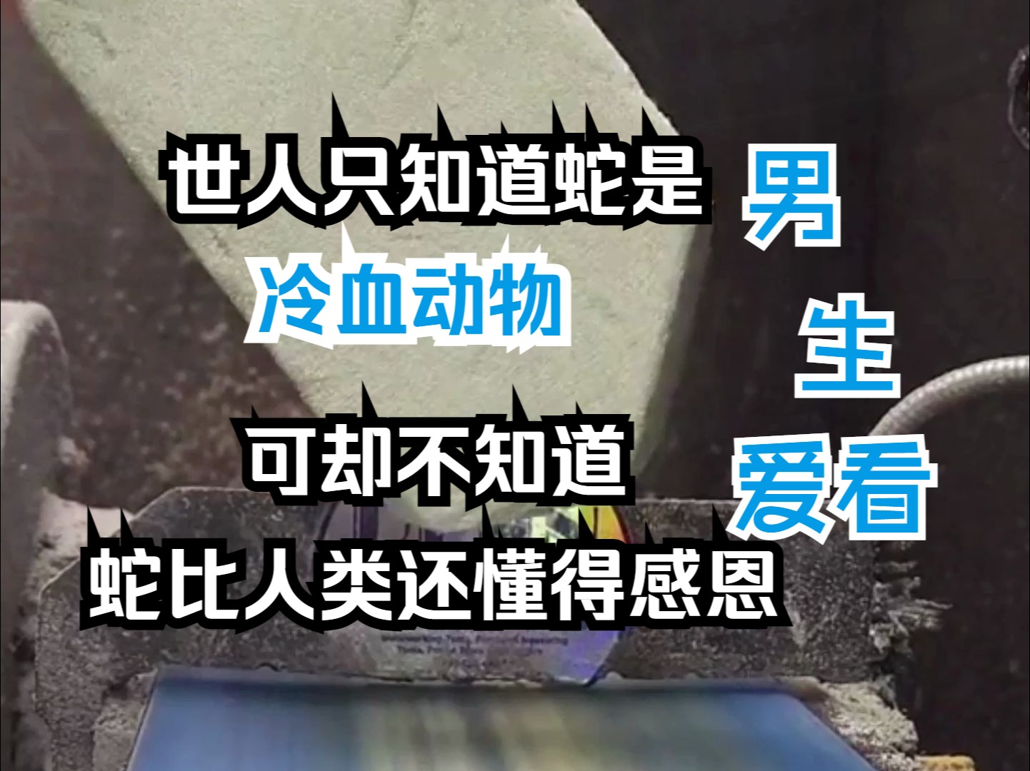 世人只知道蛇是冷血动物,可却不知道蛇比人类还懂得感恩哔哩哔哩bilibili