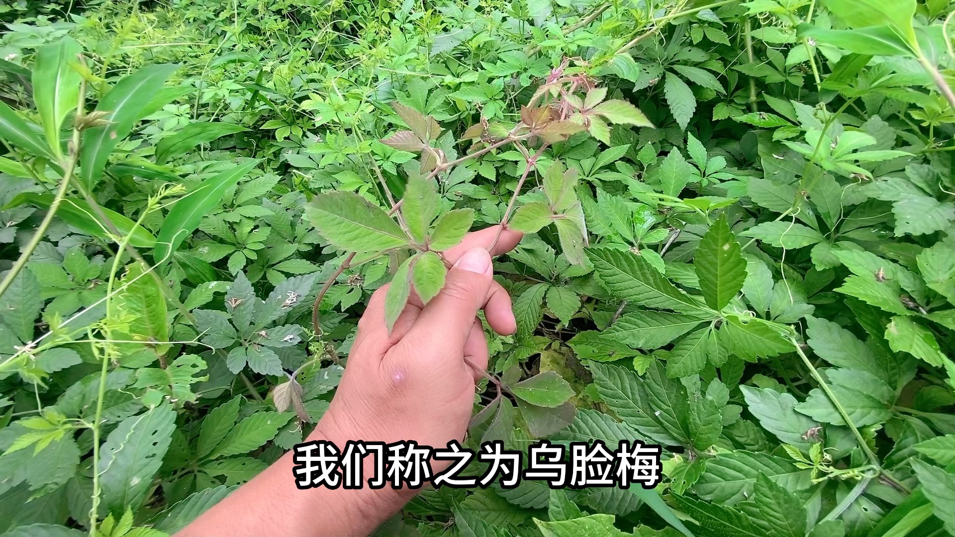 七葉絞股藍功效(七葉絞股藍:神奇草藥,緩解疼痛,提高免疫力)