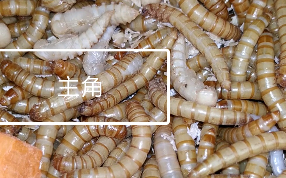 水视频无聊的看面包虫化蛹