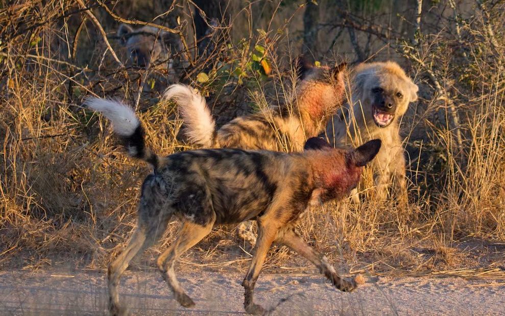 4k高清:非洲野狗群追赶落单的非洲二哥斑鬣狗_哔哩哔哩 (゜-゜)つロ