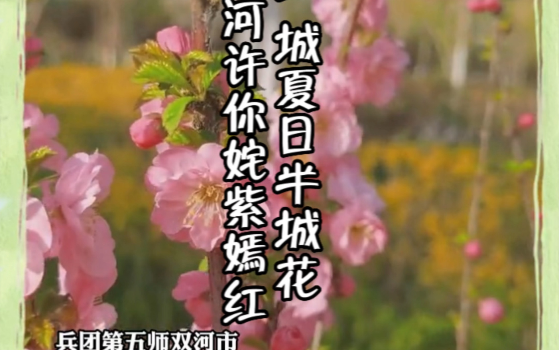 一城夏日半城花!双河许你姹紫嫣红哔哩哔哩bilibili