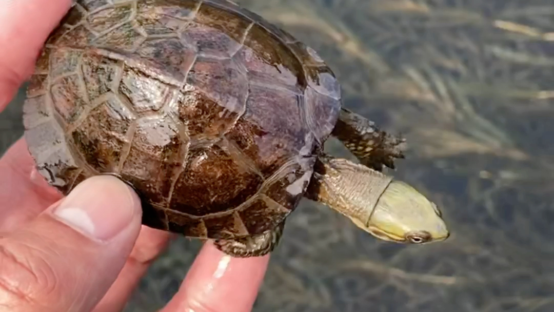 年份黄喉龟,都开始包浆了,安徽纯种皖喉小青龟