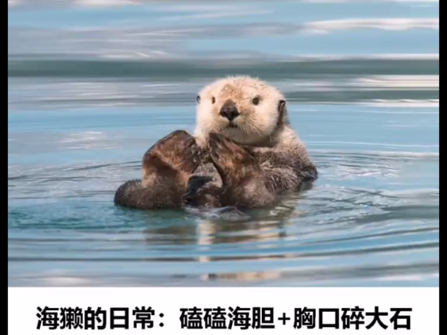 会用工具的动物们