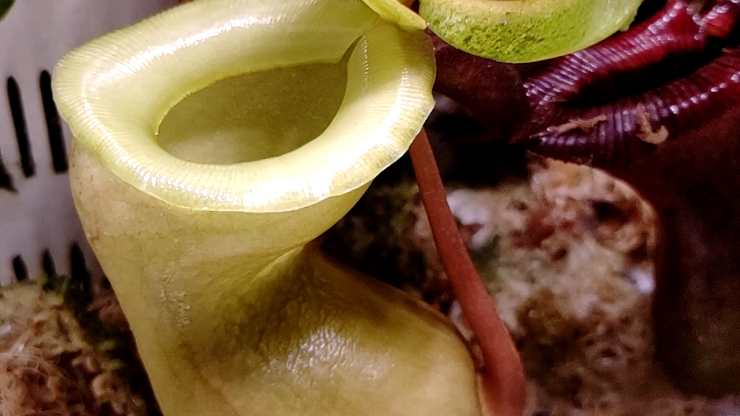 野奶油葫芦猪笼草