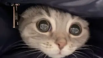 “只想窝在你的怀里”【猫猫贴贴】