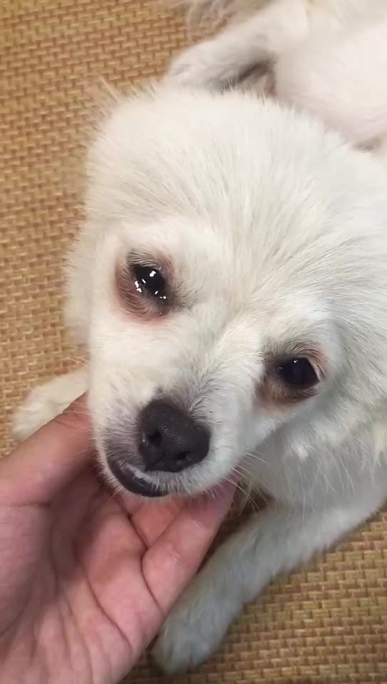 活动作品被说哭了着内心委屈的