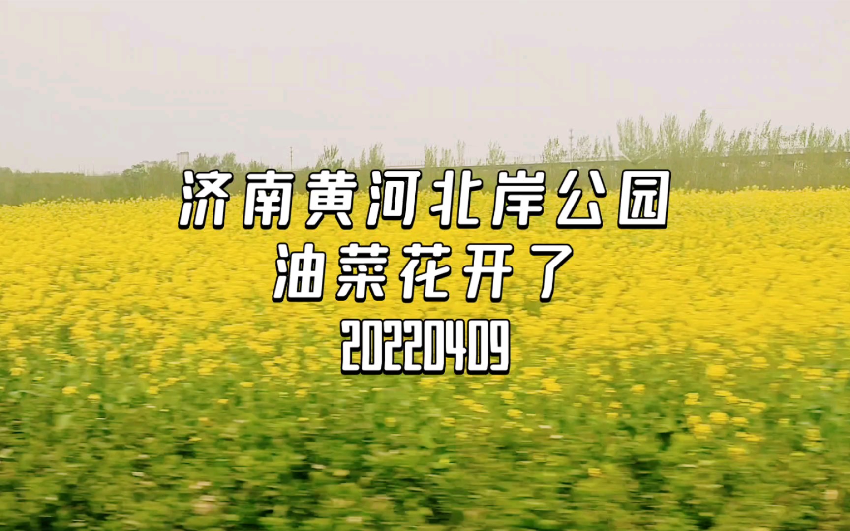 <济南>黄河北岸油菜花开了2022哔哩哔哩bilibili